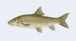 Iberian barbel