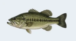 Largemouth bass
