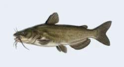 Catfish