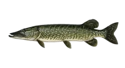 Pike